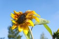  Flower of sunflower in the dew on a